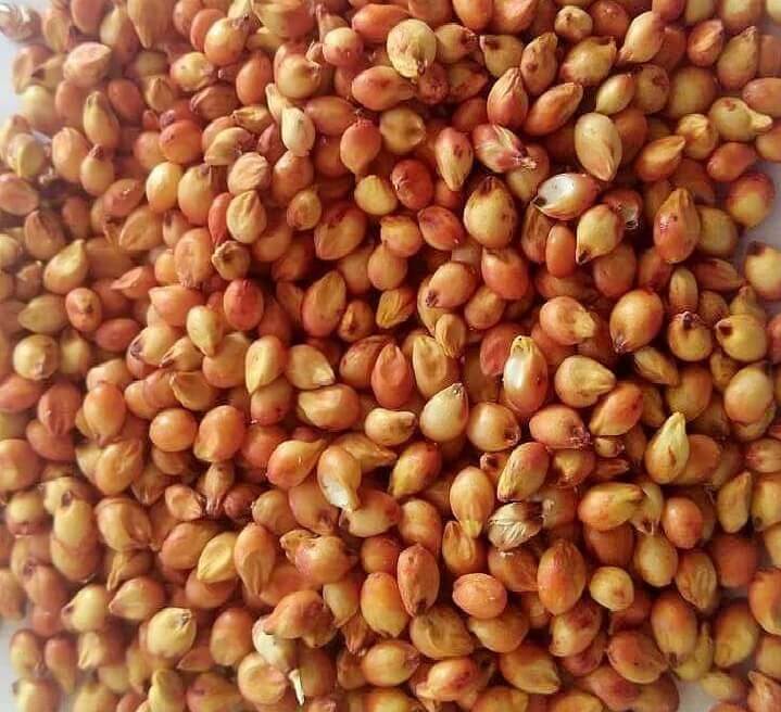 Cholam / Jowar / Sorghum
