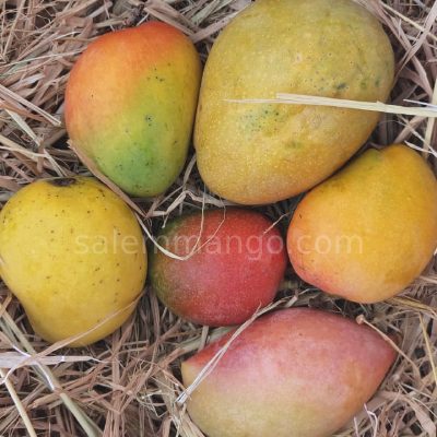 Free Mango