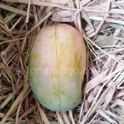 Kesar Mango