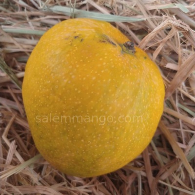 Malgova Mango Salem Malgova Mango online at best price Salemmango
