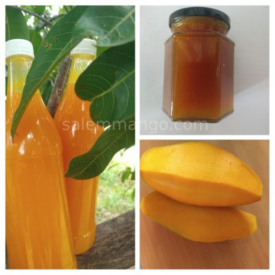 Mango Extract & Samples