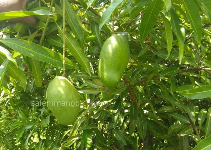 Mangoes Online Chennai