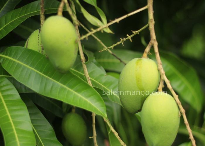 Mangoes Online Mumbai
