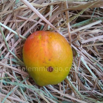 Nadusalai / Pether / Raspuri Mango