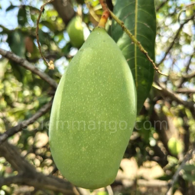 Totapuri Raw Mango