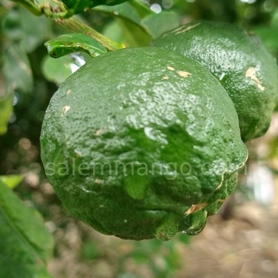 Kolumichai / Kaffir Lime / Salem Narthangai