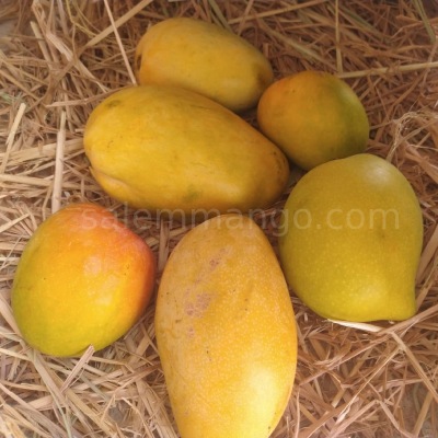 Combo Pack Mango