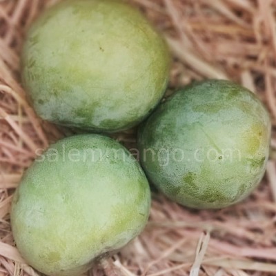 Sugar Baby / ChakkaraKutti Mango