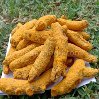 Turmeric Finger / Salem Haldi